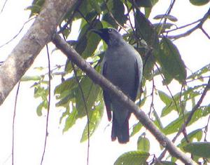 黑胸鵑鵙