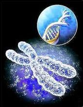 Y染色體具有自我修復功能