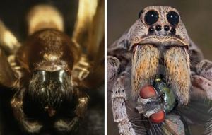 盲眼狼蛛 盲眼狼蛛