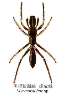 黑褐蟻跳蛛 黑褐蟻跳蛛