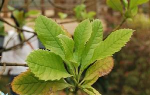 康定冬青 康定冬青