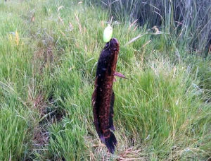 博陸黑魚 博陸黑魚