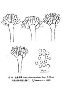 叢簇麴黴 叢簇麴黴