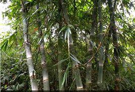 曼歇甜竹 曼歇甜竹