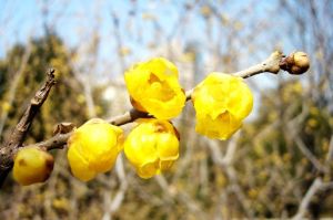 Chimonanthus praecox Chimonanthus praecox