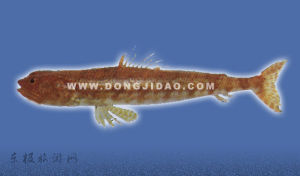 雜斑狗母魚 雜斑狗母魚