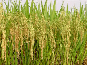 川香9838 川香9838