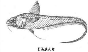 長尾鱈亞目 長尾鱈亞目