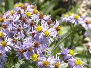 軟毛紫菀 軟毛紫菀