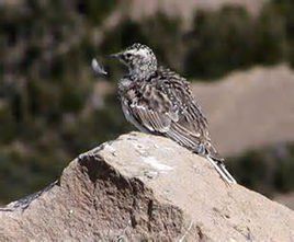 角百靈索諾拉亞種 角百靈索諾拉亞種