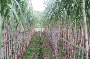 甜城17號 甜城17號