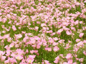 美麗月見草 美麗月見草