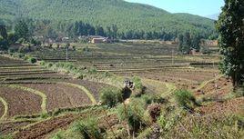 太平村[雲南省祿勸縣烏東德鎮下轄村]