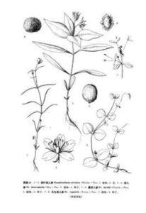 石生孩兒參 石生孩兒參