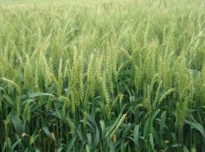 綿雜麥168 綿雜麥168