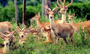 邦溪自然保護區 邦溪自然保護區