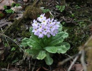 苣葉報春 苣葉報春