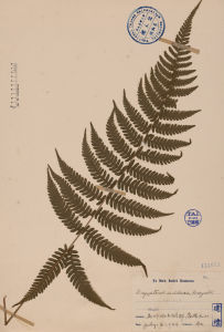 光葉凸軸蕨 光葉凸軸蕨