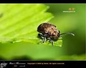 雙瘤槽縫叩甲 雙瘤槽縫叩甲