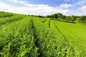 安徽3號 安徽3號