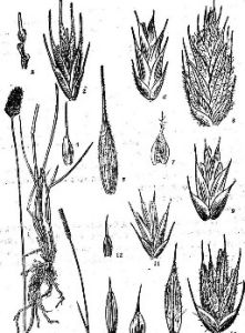 沙生冰草（原變種）