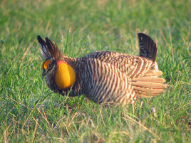 草原榛雞 草原榛雞