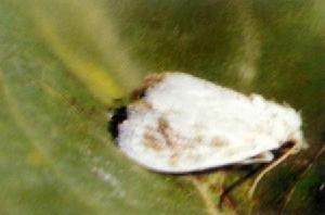 白眉刺蛾 白眉刺蛾