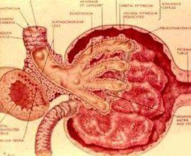 弗布利氏綜合徵 弗布利氏綜合徵