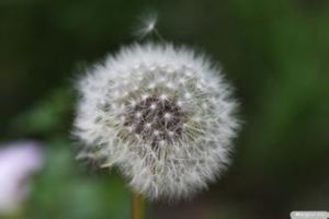 蒲公英淡鹽水 蒲公英淡鹽水