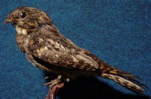 黃領夜鷹 黃領夜鷹