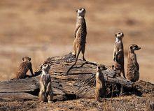 貓鼬【沙漠生物】