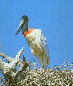 裸頸鸛  
