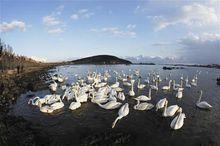 天鵝的棲息環境