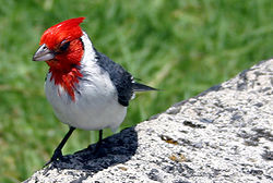 冠紅蠟嘴鵐 冠紅蠟嘴鵐