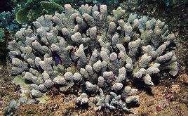 疣粒濱珊瑚 疣粒濱珊瑚