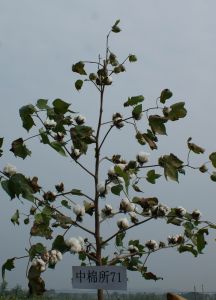 中棉所71 中棉所71