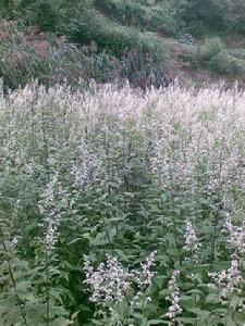 六月霜[常綠多年生草本]