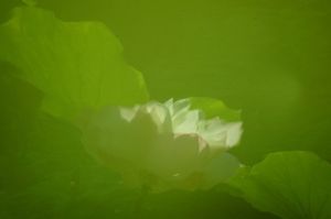 圖10：《雨荷風卷綠羅裳》　