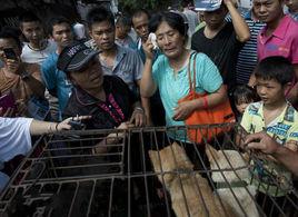 楊曉雲[天津愛狗人士]