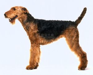 Airedale Terrier