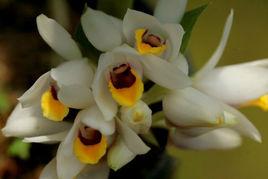 美麗地寶蘭 美麗地寶蘭