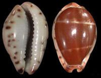 安得羅葉寶螺 安得羅葉寶螺