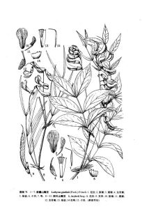 狹葉山黧豆 lathyrus krylovii