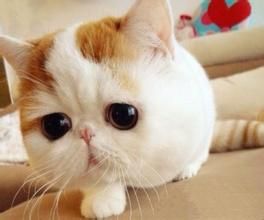 貓告訴我們什麼 貓告訴我們什麼