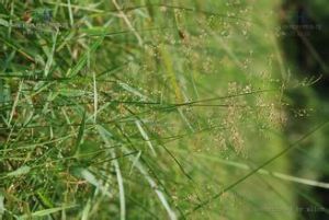 二型柳葉箬 二型柳葉箬