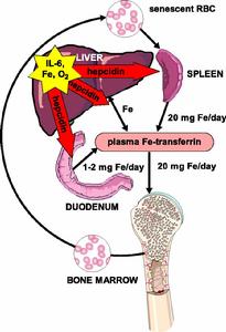 鐵在體內的轉運