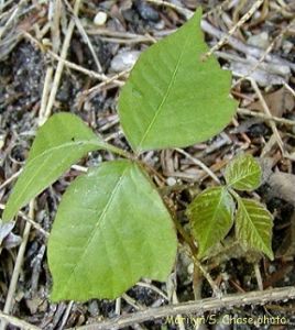 毒葛皮炎 毒葛皮炎