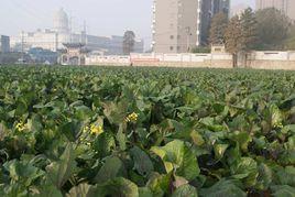 洪山菜薹 洪山菜薹