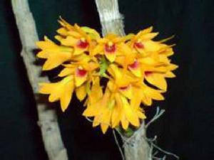 線葉石斛(原變種) 線葉石斛(原變種)