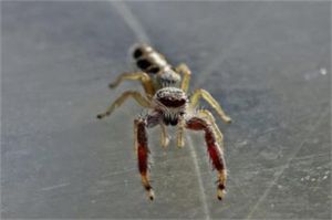 峨眉華蛛 峨眉華蛛